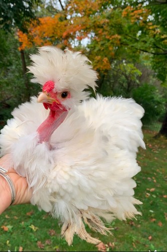 Frizzle naked neck x - 4,