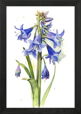 Bluebell Flower Watercolor