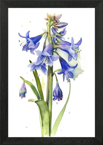 Bluebell flower watercolor - bluebell,