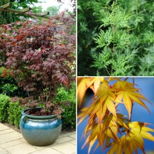 Trees & Shrubs, Japanese Maple