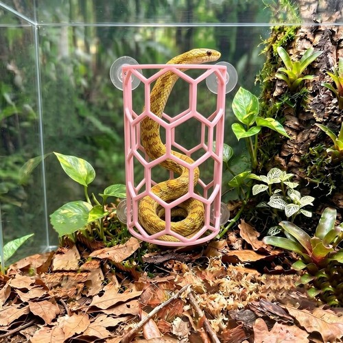 Snake habitat shelf with - snake,