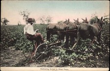 WEST TEXAS TX Cultivating