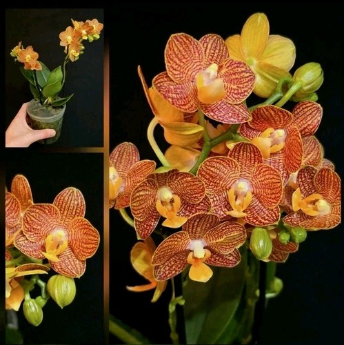 Phalaenopsis indian summer - phalaenopsis, 'indian
