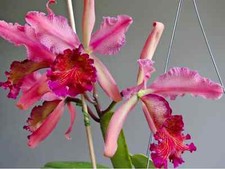 Cattleya dowiana var. Rosita species orchid plant