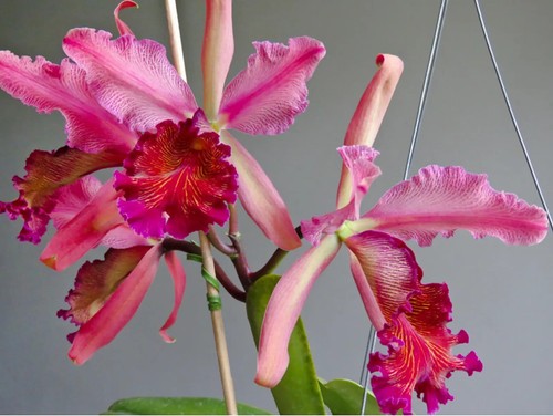 Cattleya dowiana var rosita - cattleya, var.