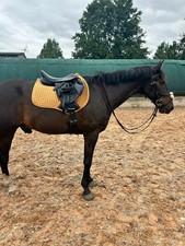 Horse Masters Cotton Square