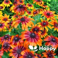 CONEFLOWER - AUTUMN FOREST - 1200 SEEDS - Rudbeckia Hirta - BLACK EYED SUSAN