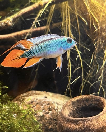 Apistogramma agassazii blue - apistogramma,