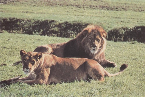 Postcard lion west midland - at,