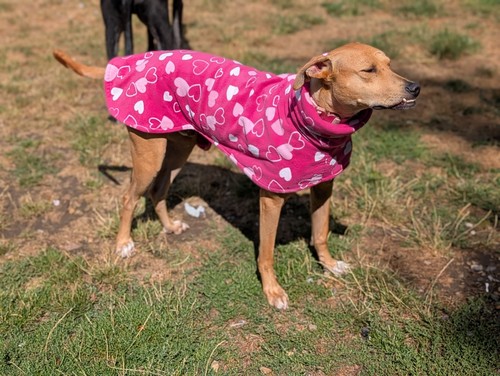 Greyhound fleece coat - , size