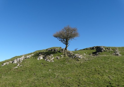Photo resilient hawthorn - photo, a2