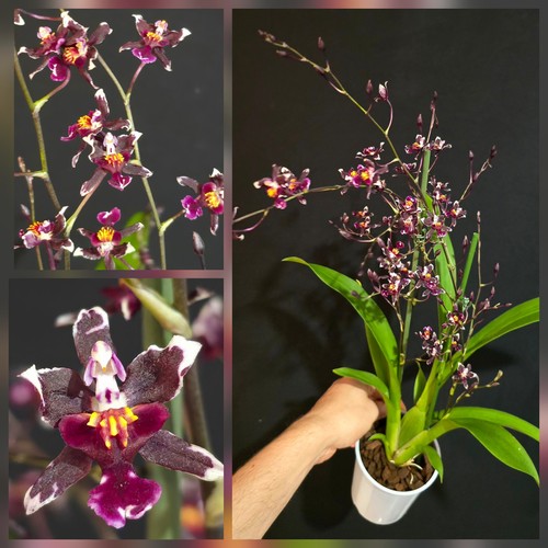 Oncidium jairak fragrance - oncidium,