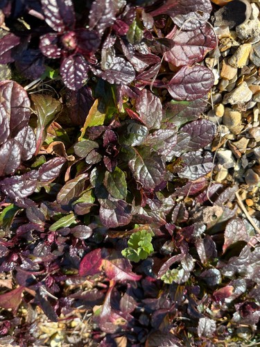 Ajuga reptans - 10,