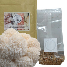 Mushroom spawn, seed Lions Mane 60g commercial Strain Foragers Table