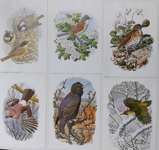 Bird Prints Set Of 6 by C F