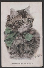 Beautiful Persian Kitten Green