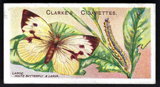 Clarke butterflies moths - clarke,