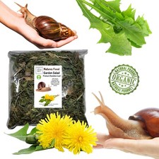 For Giant African land snails, Dandelion leaf Garden Snails, Reptiles, Tortoises