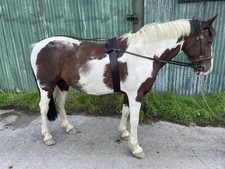 Stallion Harness Cob Size Brown 