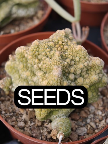 Seeds cubiform - 10+1,