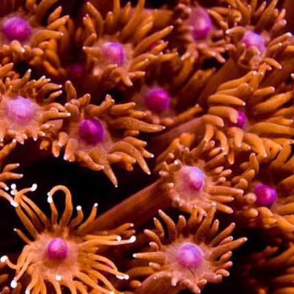 Aquacultured red goniopora - aquacultured,