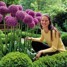 Allium Giant Head Variety Mix 10x Bulbs - Large XXXL Spring and Summer Flowers