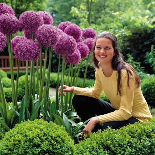 Allium giant head - allium, variety