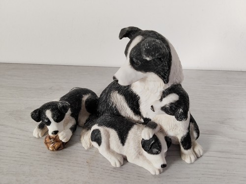 Border collie with - border,