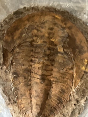 Massive trilobite fossil - massive,