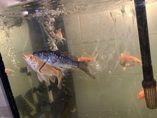 (2 pack) Mixed High Quality