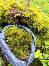 Live moss for gardening - live,