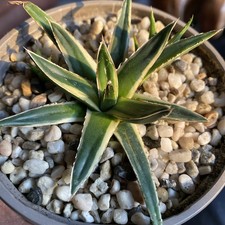 Agave victoriae-reginae(white