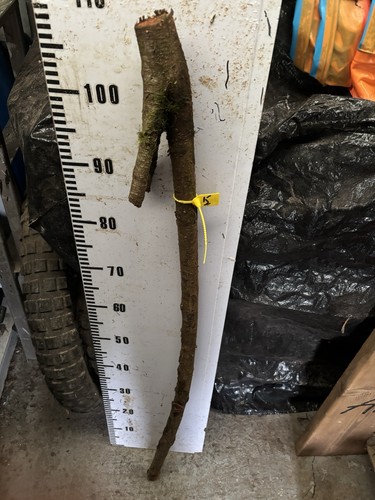 Blackthorn walking stick - walking,