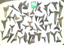  50 beautiful Fossil Sharks