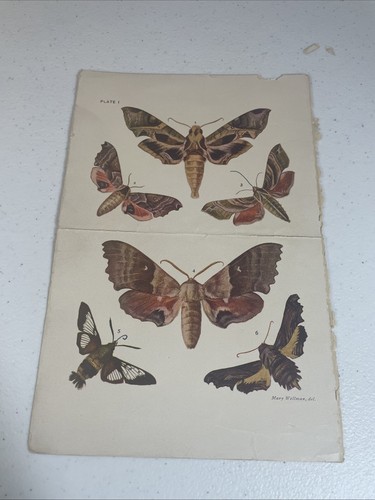 Moths book plate - plate,