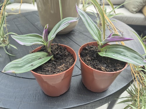 2хpink tradescantia nanouk - tradescantia,
