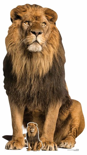 Lion big cat - lifesize, free