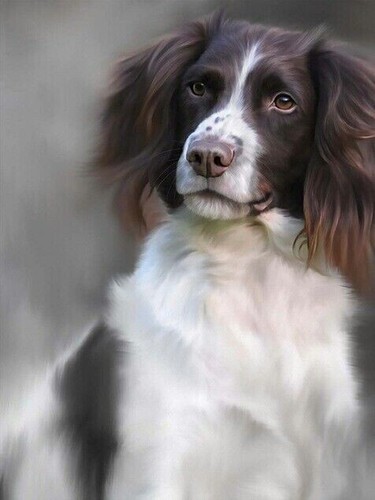 Nigel hemming english springer - nigel,