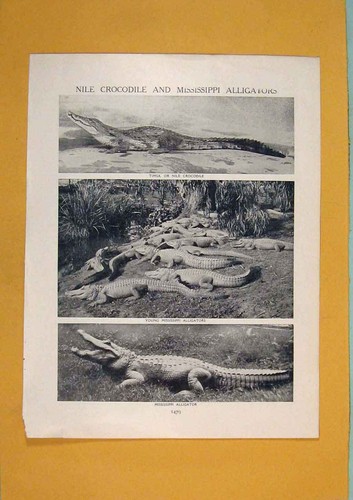 Original old antique print - old,