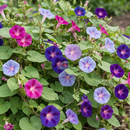 Morning glory mixed - morning, ipomoea