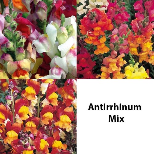 Antirrhinum large plug - antirrhinum,