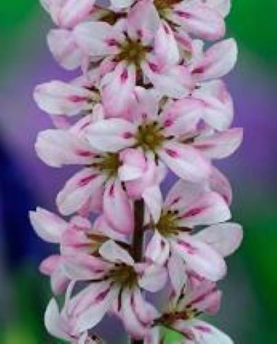 Francoa pink giant x1 - francoa, giant'