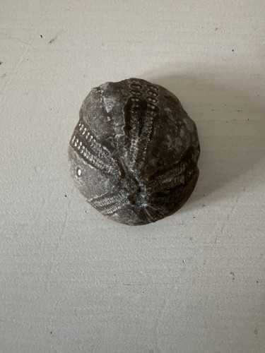 Echinoid sea urchin fossil - fossil, uk