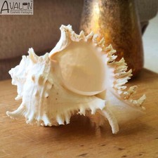 Huge White Seashell Murex