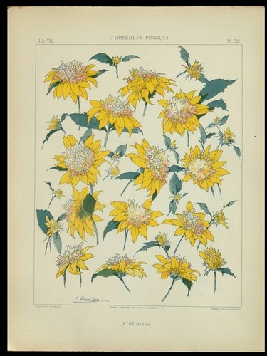Pyrethrum flowers habert - flowers,, dys