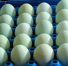 12 Pure Cream Crested Legbars