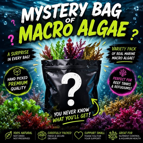 Macro algae mystery bag - mystery,