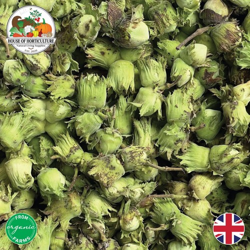 Fresh british cobnuts from - fresh,