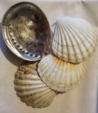 Abalone Sea Shell + Scallops Large shells Unpolished 12-13 cm Each, 4ps pieces 