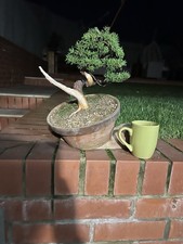 Imported Japanese Itoigawa